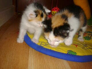 two five week old tortoiseshell kittens