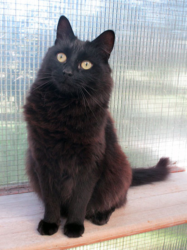 black cat sitting on shelf in garden pen