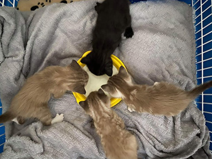 three grey-and-white kittens and one black-and-white kitten drinking from a bowl of kitten milk