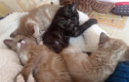 three grey-and-white kittens and one black kitten sleeping