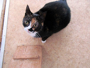 tortoiseshell cat looking up at camera