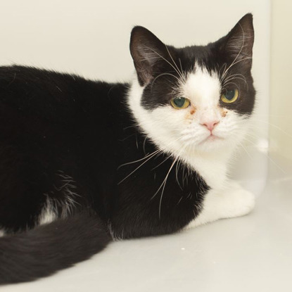 black and white cat lying down