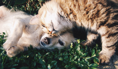 tabby cat rubbing its cheek on a puppy