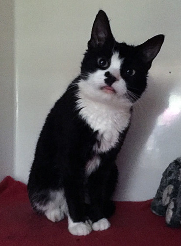 black and white cat on red carpet