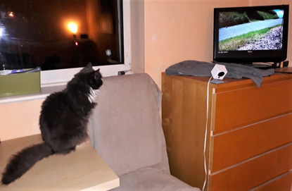 black cat watching TV