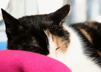 tortoiseshell cat sleeping on a pink blanket