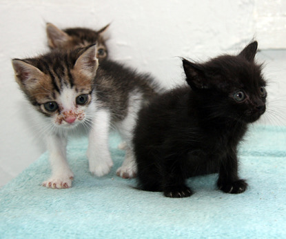 black, tabby and tabby-and-white kittens