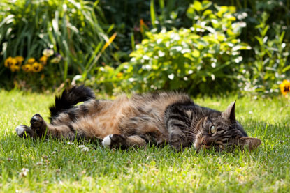 tabby cat lying on grass
