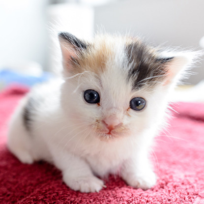 white, ginger and black kitten on towel