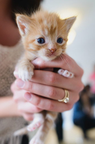 ginger kitten held in woman's hands