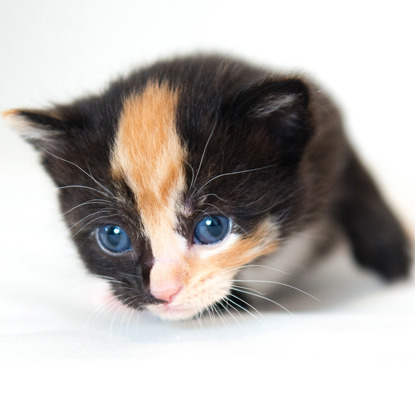 black and ginger newborn kitten