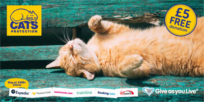 ginger cat sunbathing on a bench with Cats Protection logo