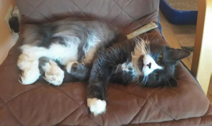 black and white cat relaxing on brown chair