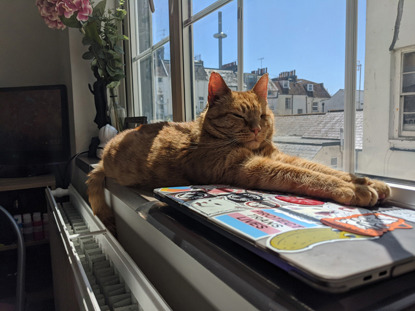 ginger cat outstretched on windowsill