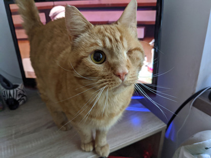 ginger cat standing on desk