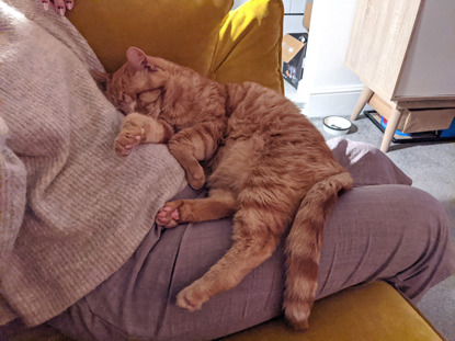 ginger cat asleep on a human's lap