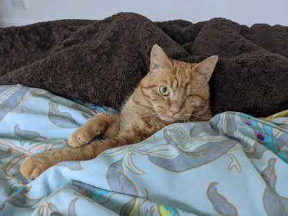 ginger cat tucked up in a duvet and blanket