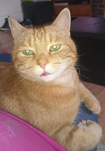 elderly ginger cat with black pigment spots on their lip