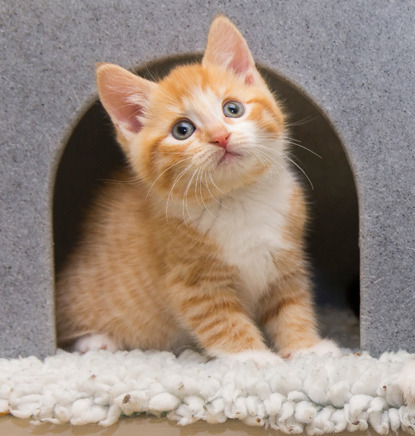 Ginger kitten sitting in a cat house on white bed looking up at the camera with blue eyes