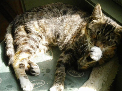 tabby cat in sun licking paw