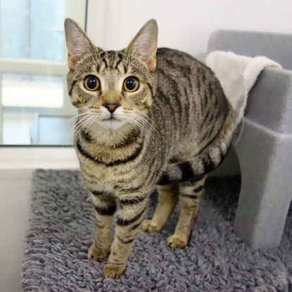 tabby cat in adoption centre pen