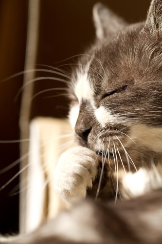 black and white cat grooming paw