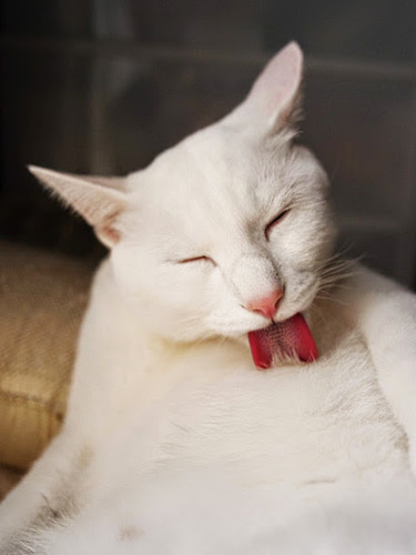 white cat grooming