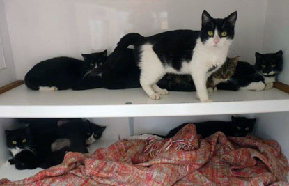 black and white cats on shelving unit