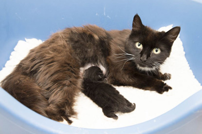 black cat with newborn kitten in a cat bed