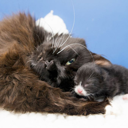 longhaired black cat with newborn black kitten