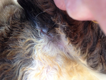 close up of cat's skin under neck fur