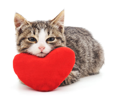 tabby kitten resting head on heart-shaped cushion