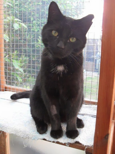 black cat in garden pen