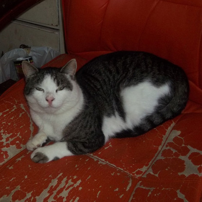 tabby and white cat sitting on red chair