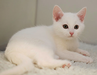 white kitten laying on white fleece