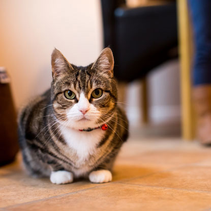 tabby cat crouching down on the ground