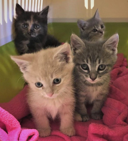 two grey tabby kittens, one light brown tabby kitten and one tortoiseshell kitten