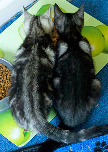 tabby kittens eating cat food