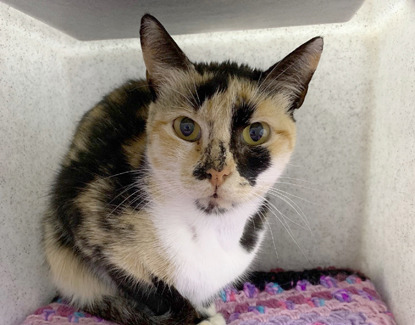 tortoiseshell cat inside cat hide