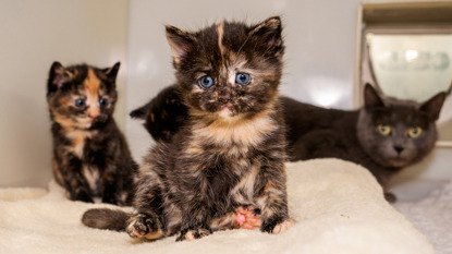 tortoiseshell kittens in cat pen