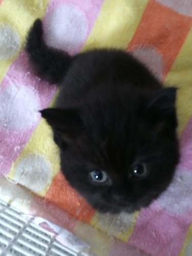 tiny black kitten on multicoloured towel