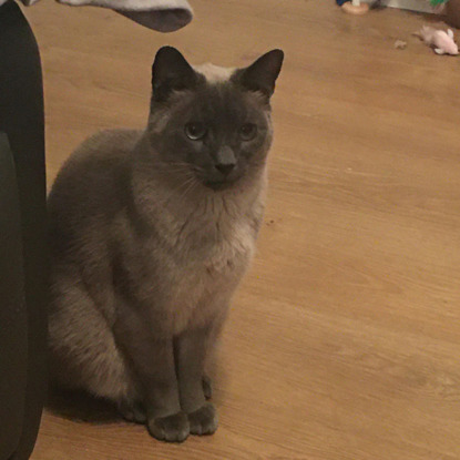 brown cat sitting on wooden floor