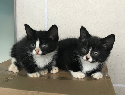 black and white kittens on cardboard box