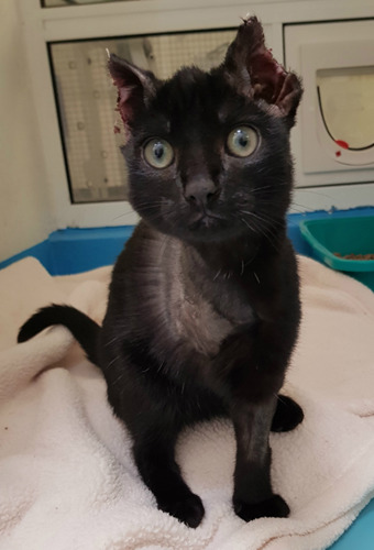 black kitten with injured ears