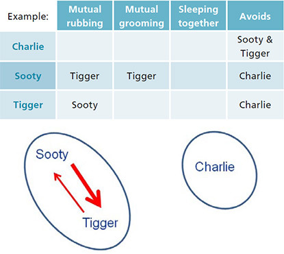 cat behaviour interaction diagram for use in multi-cat households
