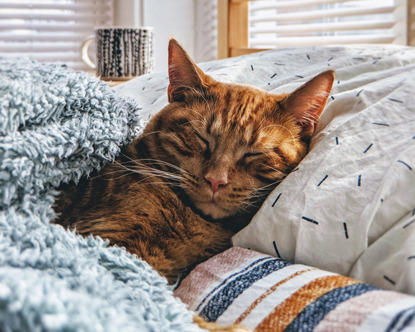 ginger cat asleep under duvet