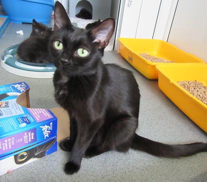 black kitten next to a cardboard box