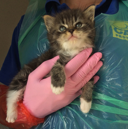 tabby kitten held by Cats Protection volunteer