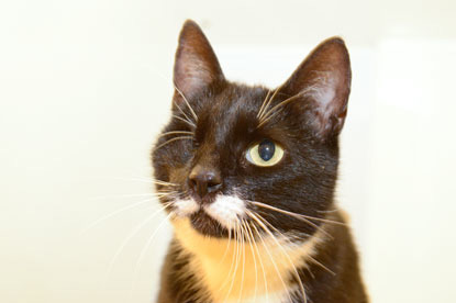 Black and white cat with one eye