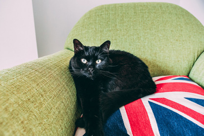 black cat on chair with union jack cushion